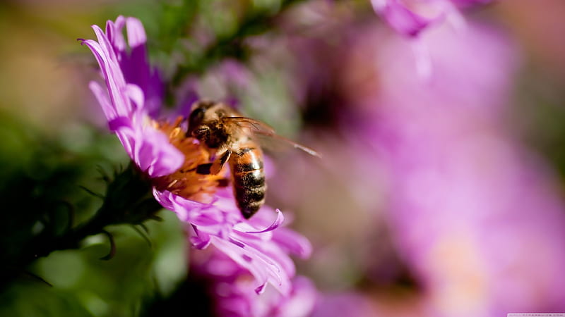 busy bee, flower, insect, bee, purple, HD wallpaper