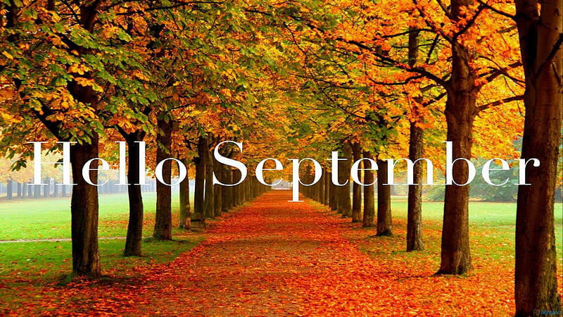Hello September Word In Colorful Autumn Fall Trees Background September, HD wallpaper