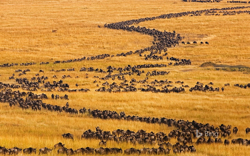 Blue Wildebeests On The Move For Their Annual Migration In Maasai Mara Kenya, Wildebeests, The, On, Blue, Move, HD wallpaper