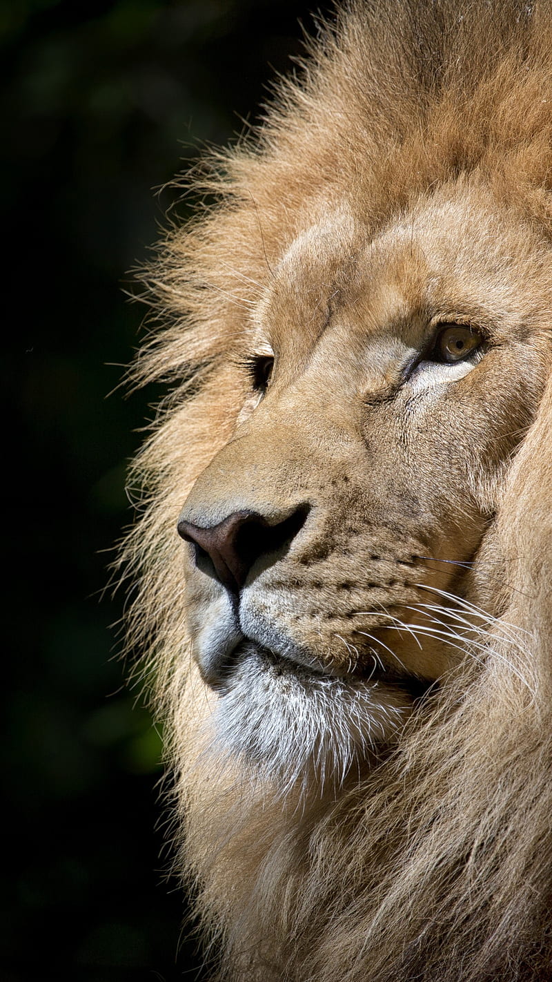 Brave Lion , animal, nature, HD phone wallpaper