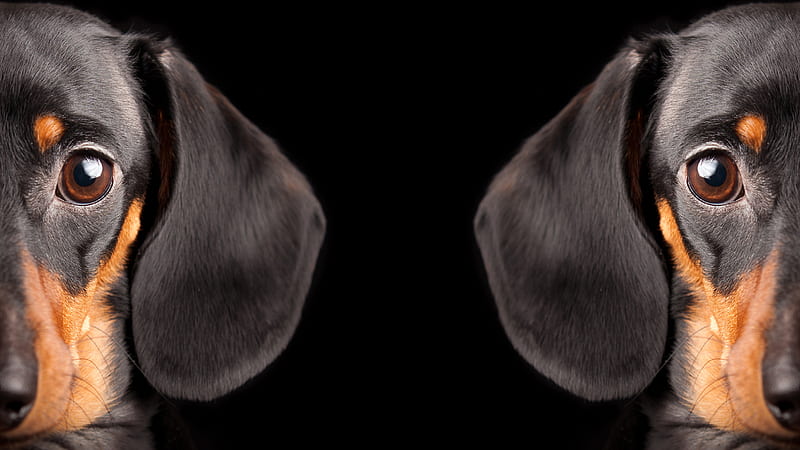 Two Half Dogs, black, tan, dachshund, dog, HD wallpaper