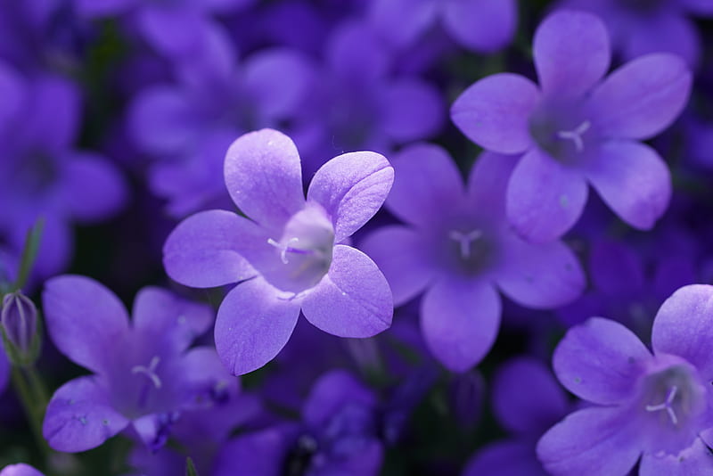 Bokeh violeta flores, flores, Fondo de pantalla HD | Peakpx