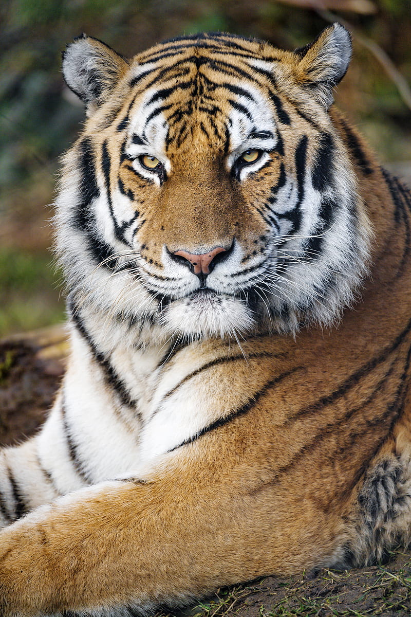 tiger, big cat, predator, glance, strips, HD phone wallpaper