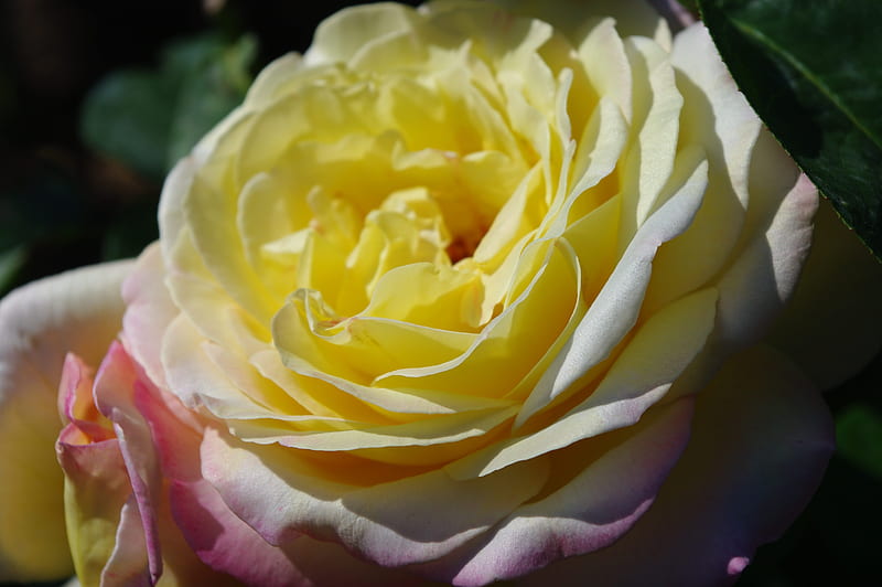 Sun rose, close up view, rose, flower, yellow, nature, HD wallpaper