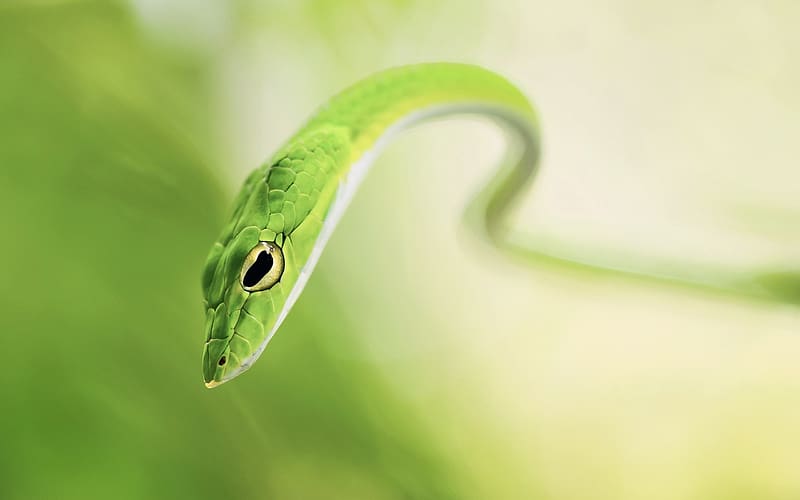 Animal, Reptiles, Grass Snake, HD wallpaper