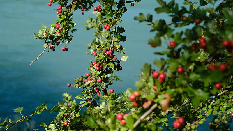 Red Plum Fruit Trees Branches In Water Background Nature, HD wallpaper