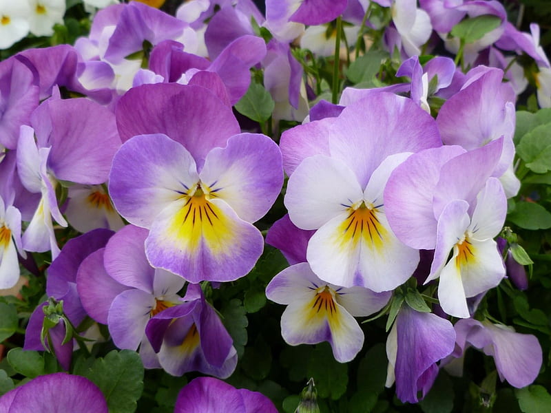 PANSIES!, purple, flower, pansies, nature, white, HD wallpaper