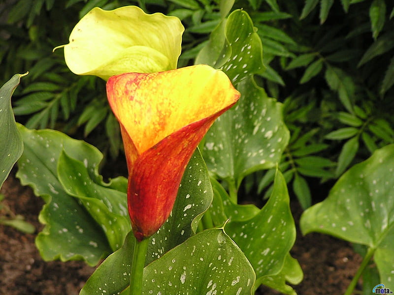 Yellow Calla Lily, leafy, green, orange, plant, flower, lily, bulb, HD wallpaper