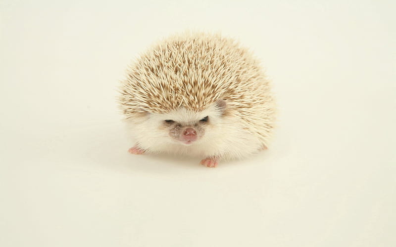 Hedgehog for mobile phone, Hedgehog, Cute Porcupine, HD wallpaper