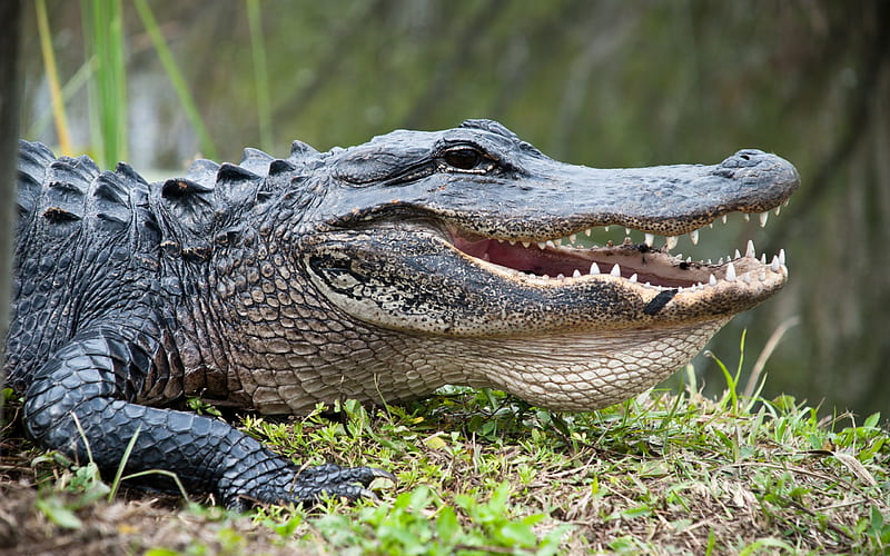 crocodile, alligator, predator, wildlife, pond, dangerous animals, HD wallpaper