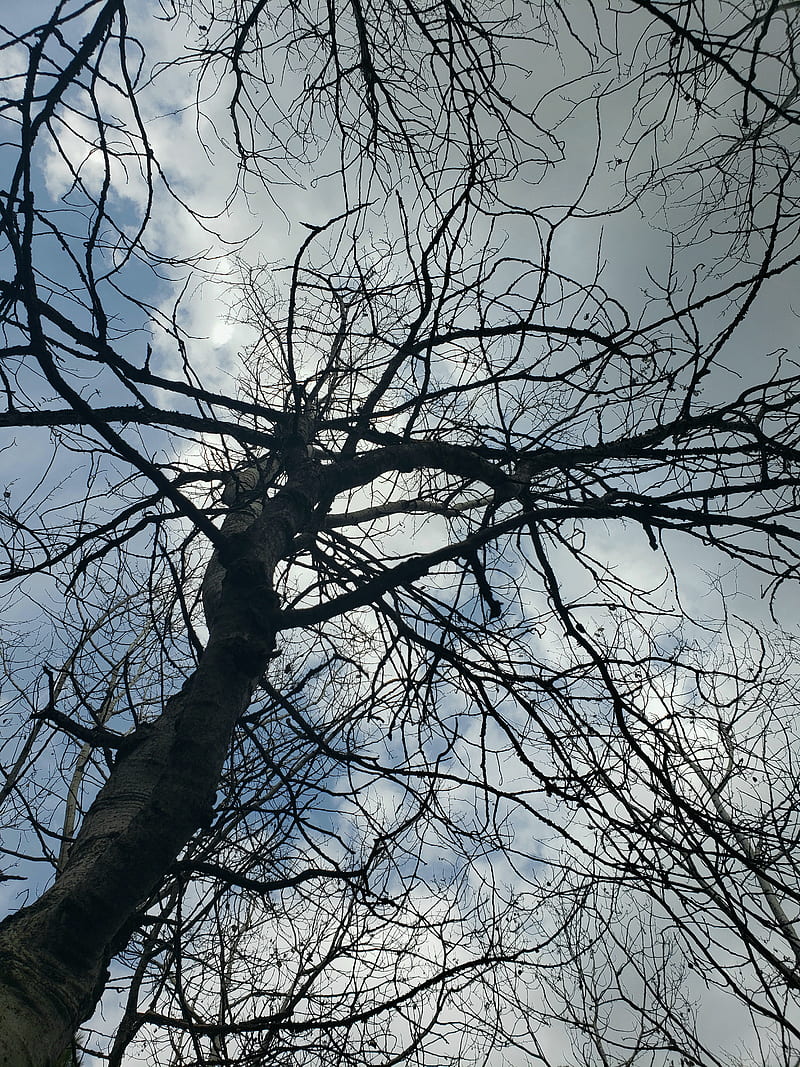 Stormy Evening, creepy, dark, nature, night, scary, sky, storm, tree ...