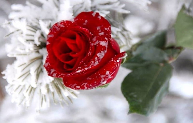 Red rose, Red, rose, flower, nature, frozen, HD wallpaper
