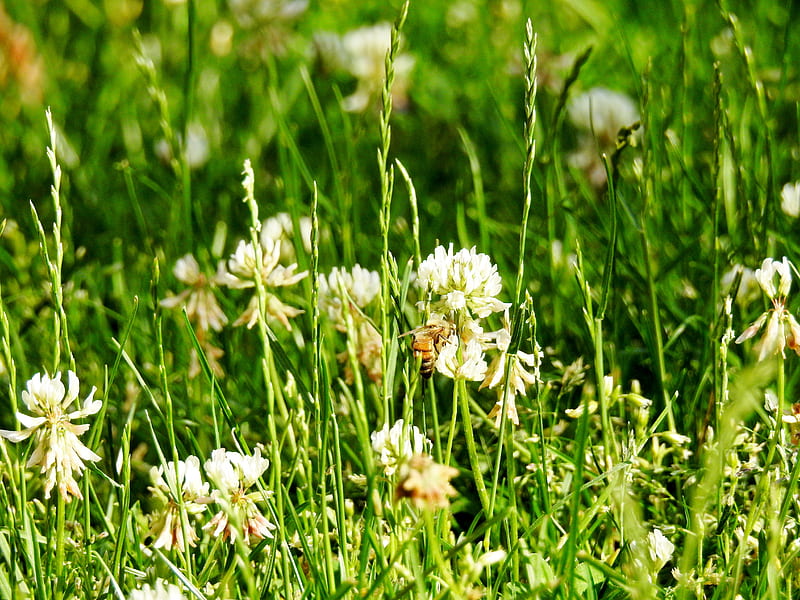 Earth Flowers, bee, flowers, earth, clouds, sky, HD wallpaper