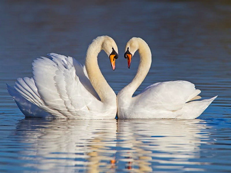 Swans heart, swim, heart, birds, swans, pair, HD wallpaper
