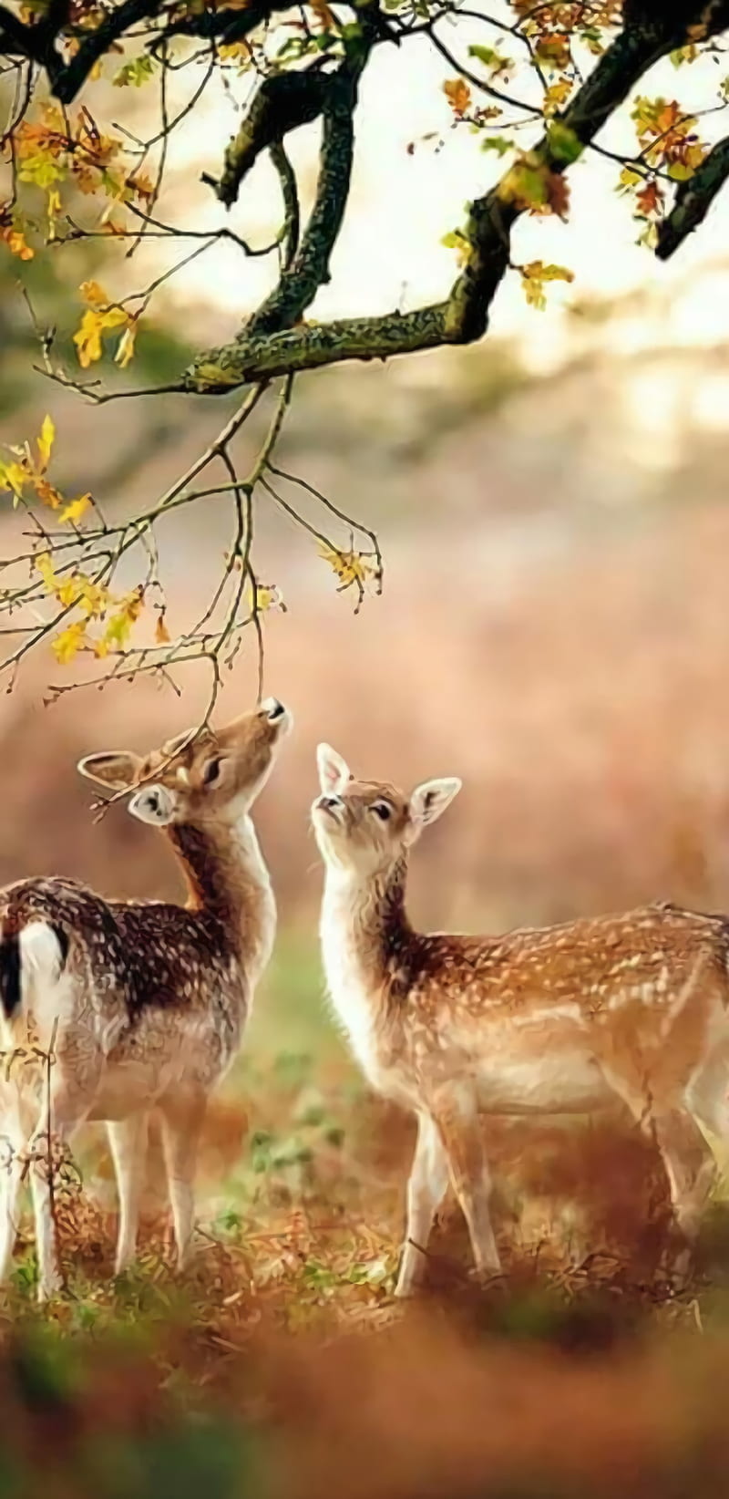 Wild life, deer, real, tree, HD phone wallpaper