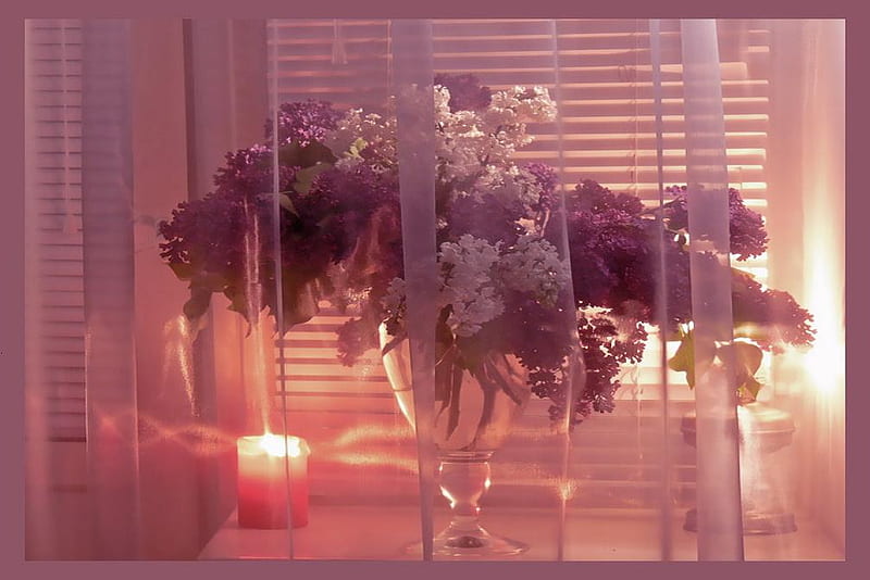 Veiled beauty, lilac, candle, veil, vase, bonito, curtain, soft, blinds, windowsill, fire, still life, sheer, flowers, passion, tender, pink, HD wallpaper