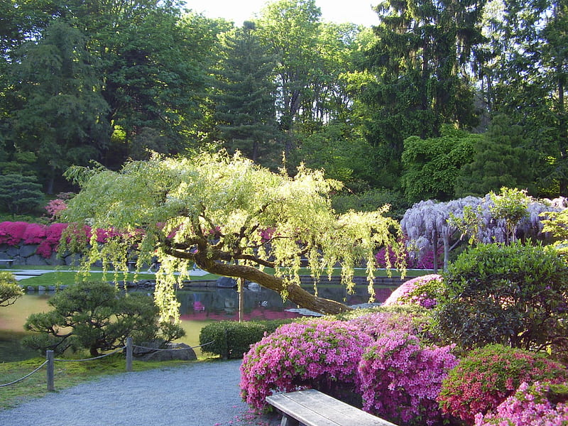 Japanese Gardens, pond, bench seat, flowers, japanese garden, wisteria, HD wallpaper