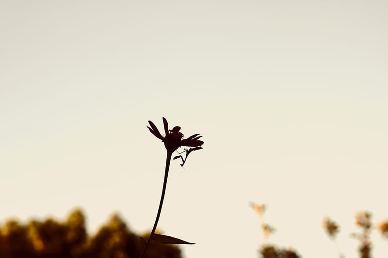 silhouette graphy of flower and praying mantis, HD wallpaper