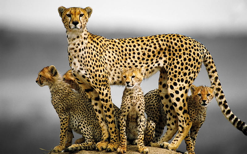 Cheetah Family, African, Cheetah, Animals, Cat, HD wallpaper