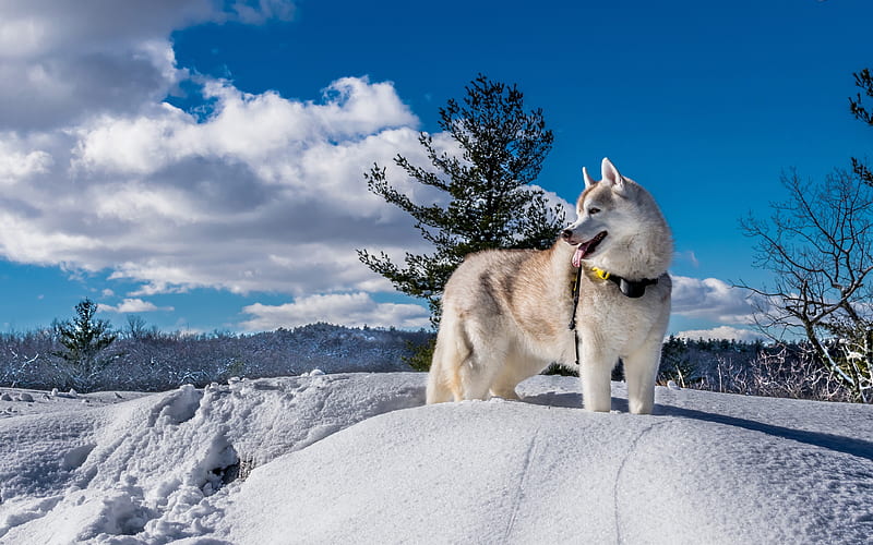 husky snowdrift, dogs, winter, pets, Siberian Husky, HD wallpaper
