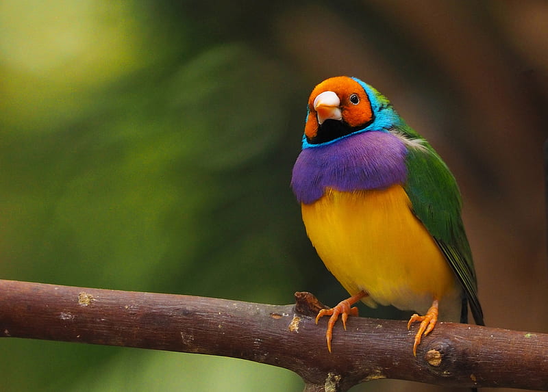 Gouldian Finch, colorful, green, purple, bird, pasari, gouldian, yellow, finch, orange, HD wallpaper