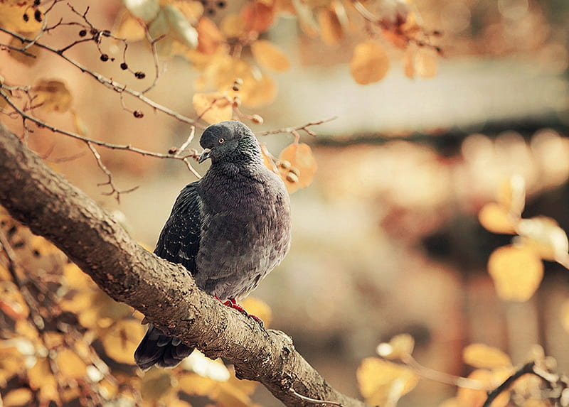 Autumnal Pigeon, pigeon, forest, autumn, woods, dove, HD wallpaper