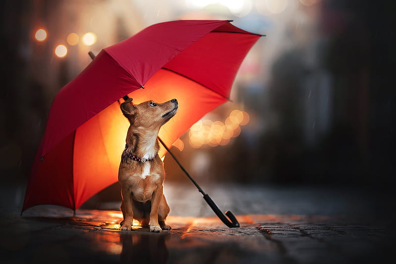 Little dog, Umbrella, Doggie, rain, Dog, HD wallpaper | Peakpx