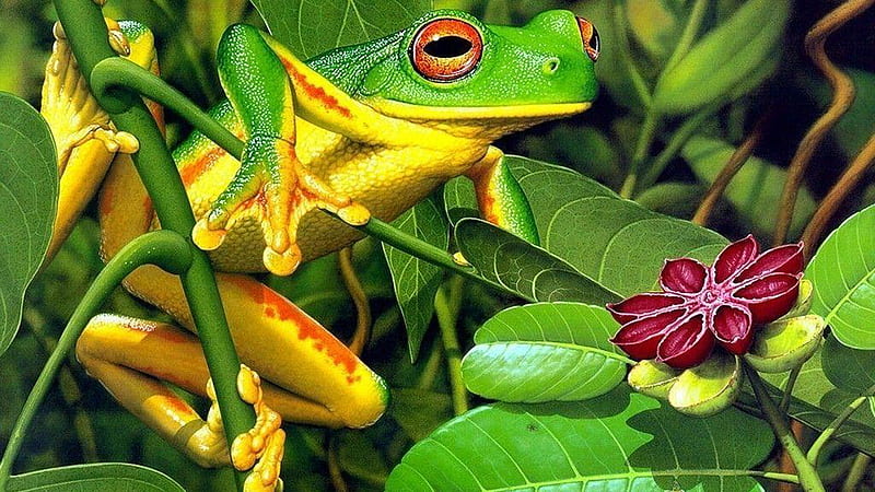 Yellow Green Red Eyed Frog On Green Leaves Plants Frog, HD wallpaper