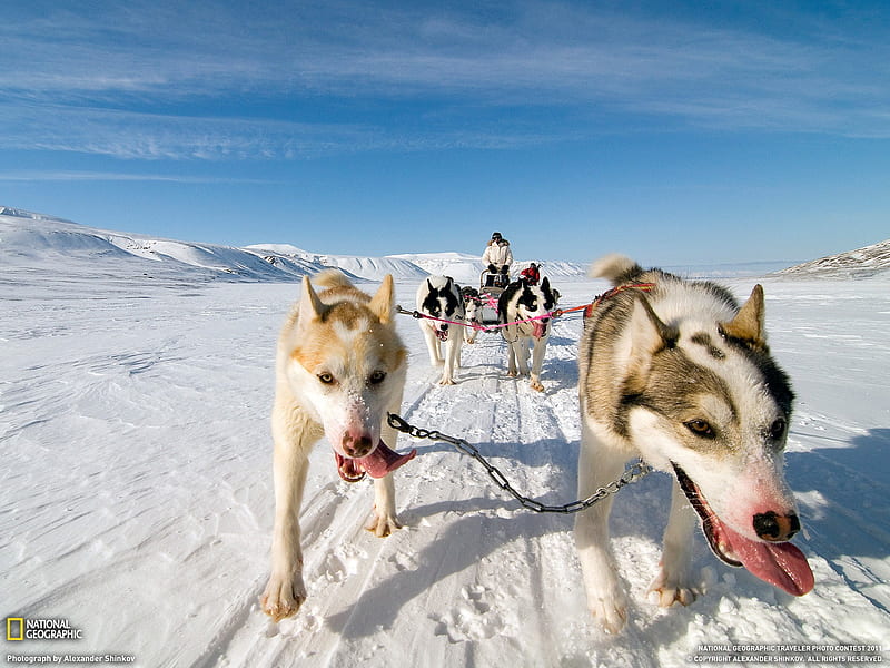 Dog Sled Norway-National Geographic Travel, HD wallpaper