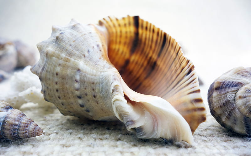 large seashell, sea, summer, beautiful seashells, HD wallpaper