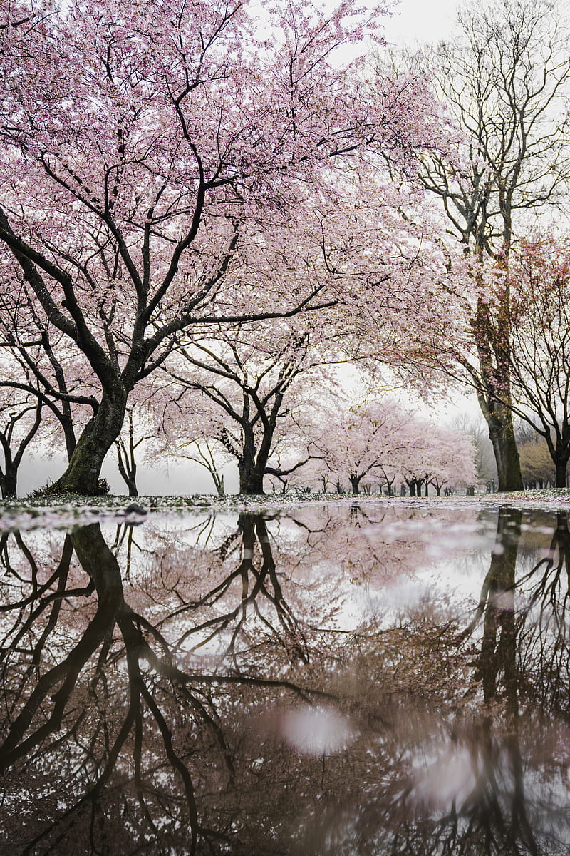 cherry blossom trees near river, HD phone wallpaper