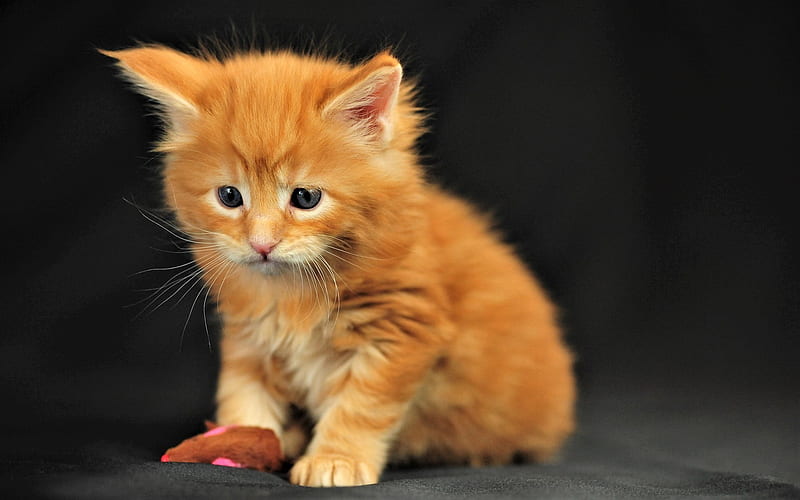 ginger kitten, cute animals, little ginger cat, pets, gray fabric, HD wallpaper