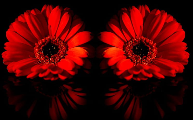 RED GERBERA DAISIES, daisies, red, gerbera, flowers, blossoms, reflection, HD wallpaper