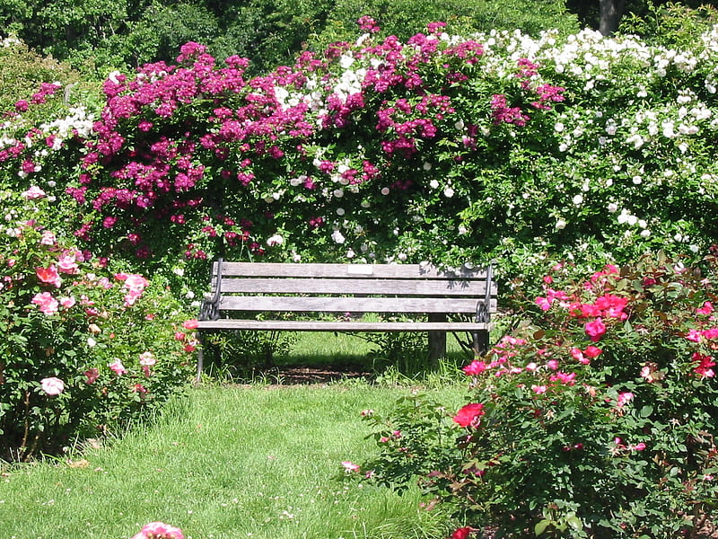 bench of roses, grass, flowers, bench, nature, roses, bushes, HD wallpaper
