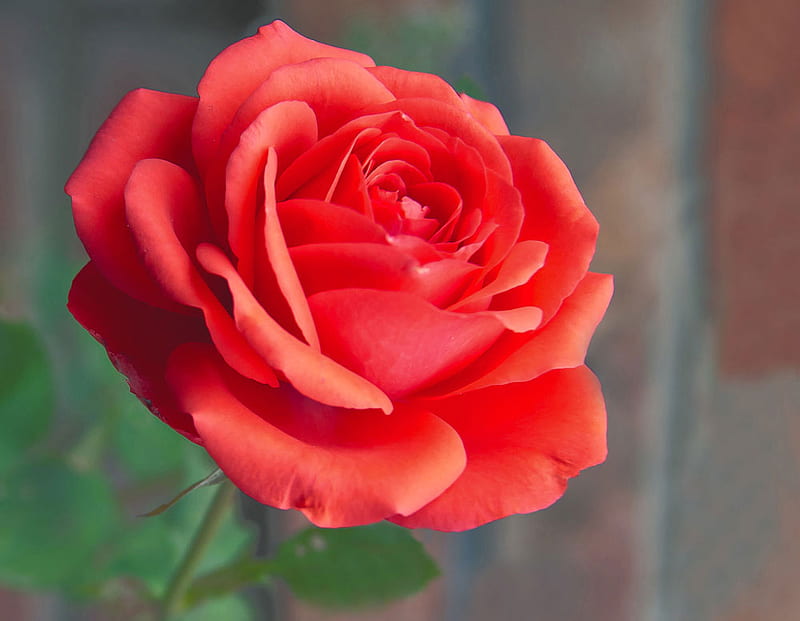 Beautiful rose, red rose, single rose, rose, flower, beauty, bonito, HD wallpaper
