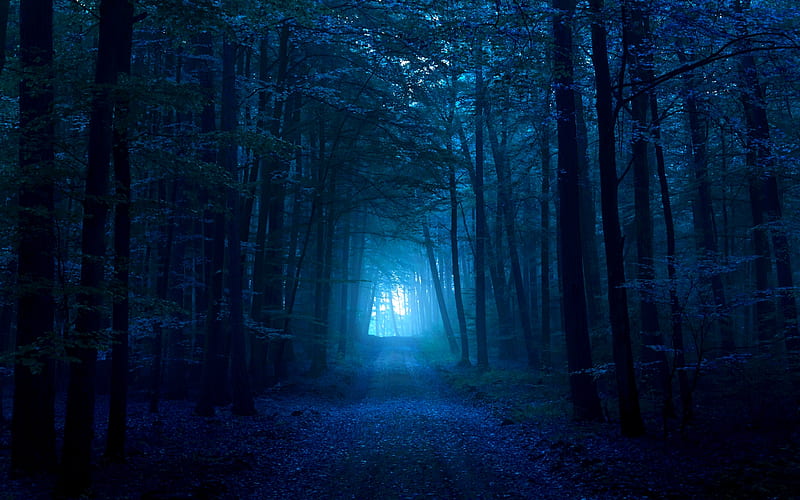 Dark Blue Forest, path, blue, dark, HD wallpaper