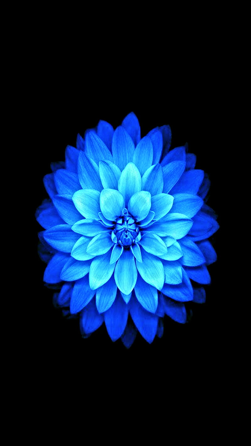 Blue Lotus Flower, bonito, culture, strong, HD phone wallpaper