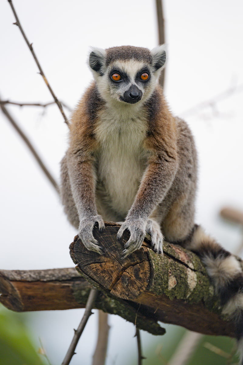 lemur, animal, glance, funny, tree, HD phone wallpaper