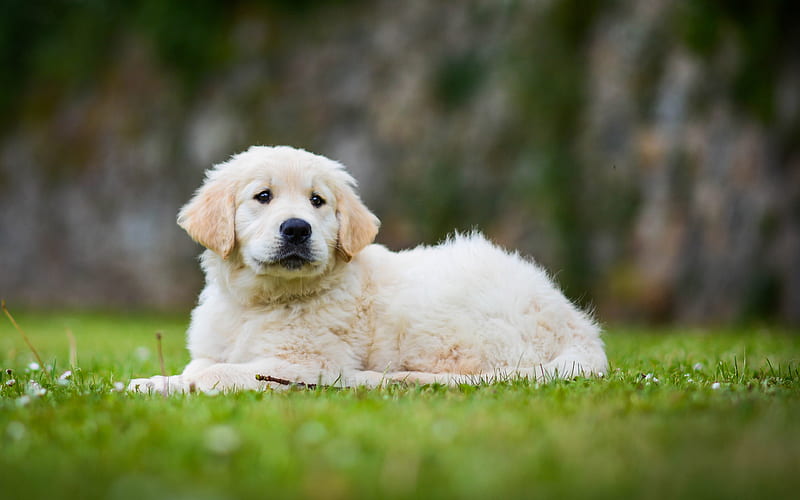 Golden Retriever puppy, cute animals, small labrador, dog on a walk, dogs, pets, labradors, Golden Retriever Dog, HD wallpaper
