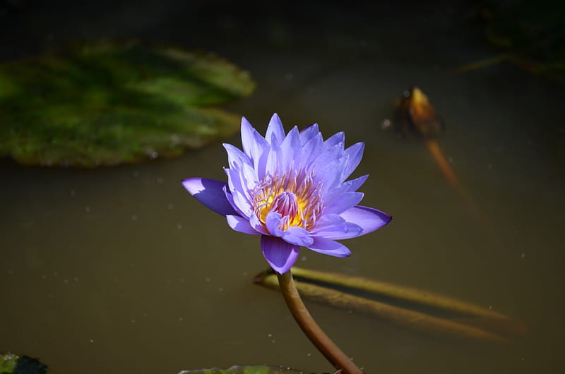 Blue Lotus, pond, waterlily, leaves, blossom, petals, HD wallpaper