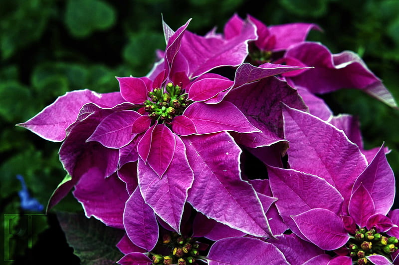 ๑๑ Merry Christmas to All ๑๑, christmas, fresh, happy, hope, electric pink, purple, love, siempre, nature, flowers poissetia, HD wallpaper