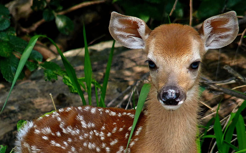 WHAT A DEAR DEER PLAY ON WORDS, spotted, cute, fawn, adorable, HD wallpaper