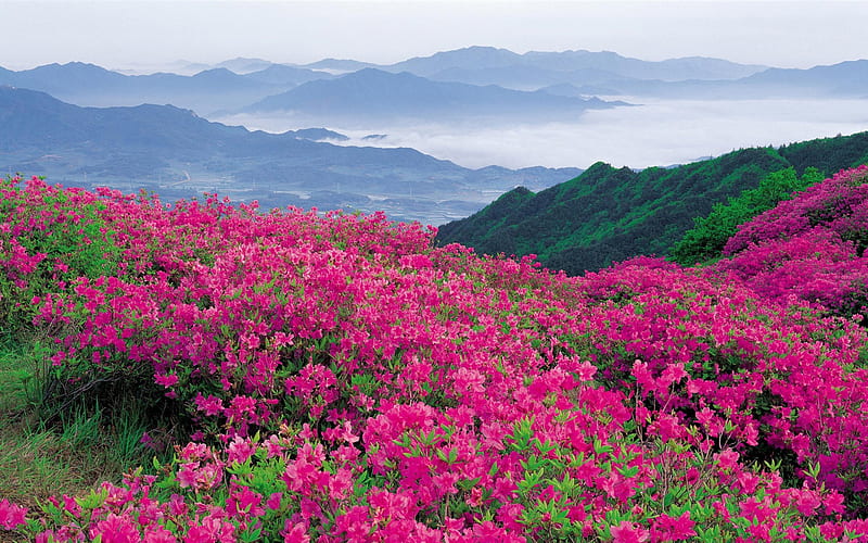 pink wildflowers-Nature, HD wallpaper