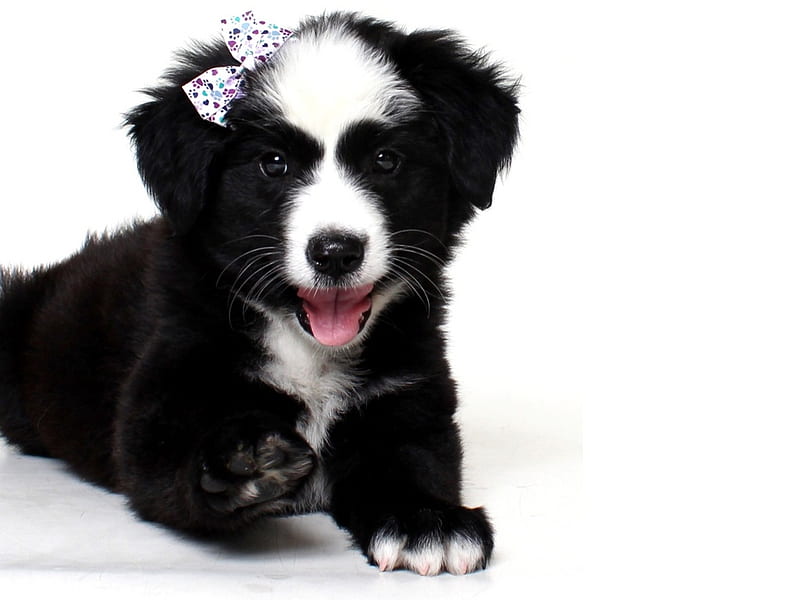 https://w0.peakpx.com/wallpaper/245/986/HD-wallpaper-border-collie-puppy-baw-caine-black-paw-white-animal-dog-cute-pet-border-collie.jpg