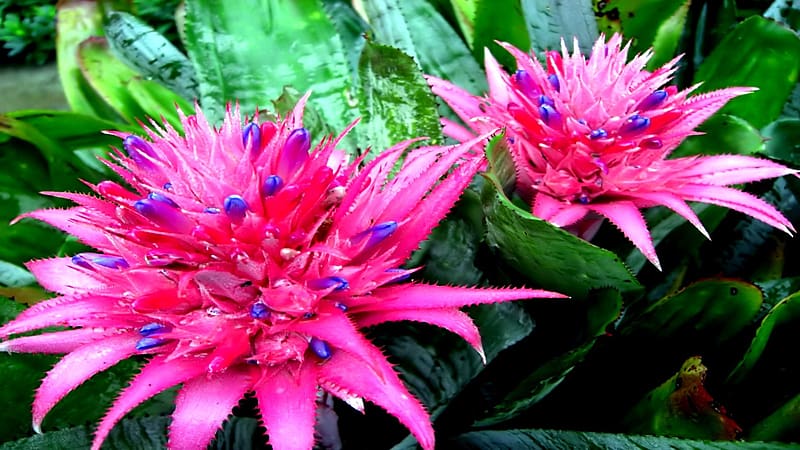 HD bromelia wallpapers | Peakpx