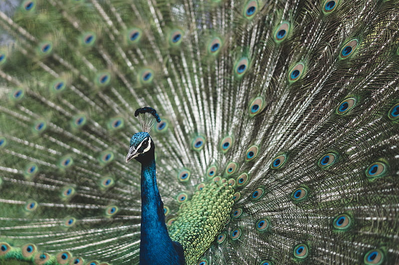 shallow focus graphy of blue Peafowl, HD wallpaper