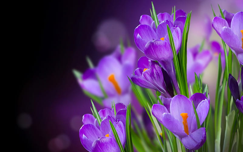 Crocuses, blue, crocus, purple, orange, flower, spring, pink, HD wallpaper
