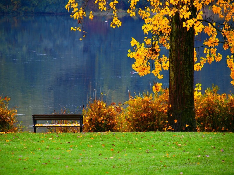 Have a seat, fall, pretty, autumn, riverbank, shore, grass, falling, sunny,  bonito, HD wallpaper | Peakpx
