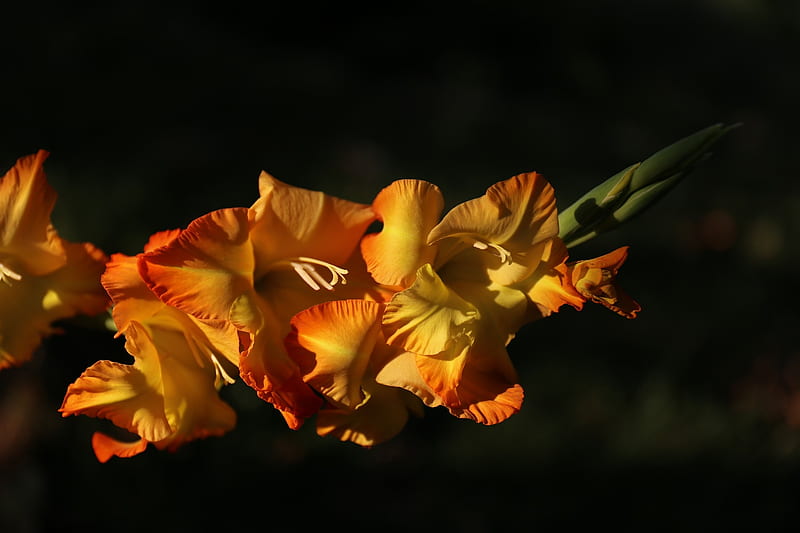 Sword Lily, Lily, Gladiolus, Flowers, Orange, HD wallpaper
