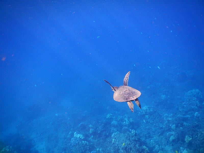 Magical Green Sea Turtle, maui, green sea turtle, hawaii, pacific ocean, natural beauty, swimming, HD wallpaper
